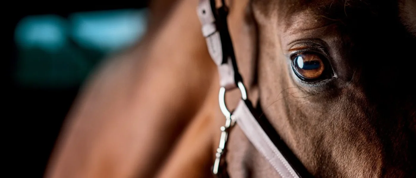 26fdab5e25501fdf068b14461316bf3d1f6f8eda-1230×518