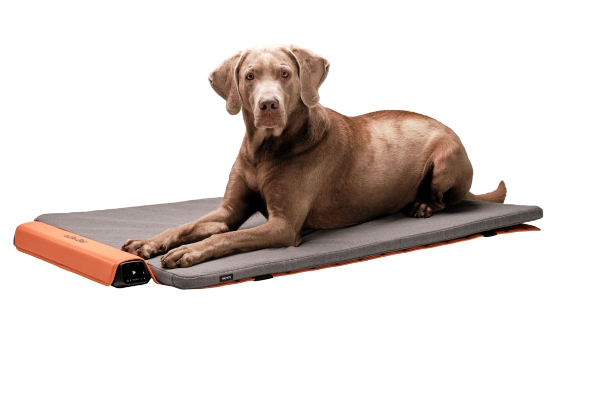 canebrown